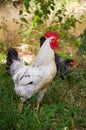 Cockerel foraging for food in summer grass