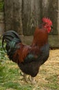 Cockerel Free Range On Farm