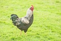 Cockerel in green field