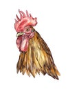 Cockerel head ink drawing Royalty Free Stock Photo