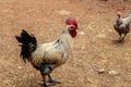 Cockerel and hen from a rustic farm