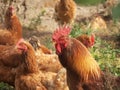 Cockerel and hen Royalty Free Stock Photo