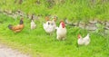 Cockerel and hens ; free range. Royalty Free Stock Photo