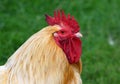 Cockerel - Red Rooster close up of head Royalty Free Stock Photo