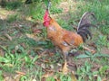 Cockerel on roadside bank Royalty Free Stock Photo