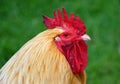 Cockerel - Rooster close up of head