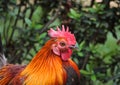 Cockerel in Thai Garden Royalty Free Stock Photo