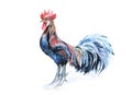 Cockerel, water color Royalty Free Stock Photo