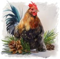 Cockerel watercolor painting Royalty Free Stock Photo