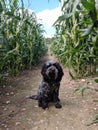 Cockerpoo dog in cornfield