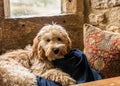 Cockerpoo dog lying in window seat