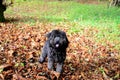 Cockerpoo dog playing in the autumnal leaves