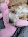 cockerpoo puppy sleeping