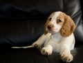 Cockerpoo puppy 10 weeks old