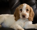 Cockerpoo puppy 10 weeks old