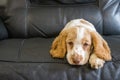 Cockerpoo puppy 10 weeks old