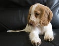 Cockerpoo puppy 10 weeks old