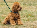 Cockerpoo in a sit position in grass field Royalty Free Stock Photo