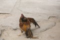 Cocks fight in Asia