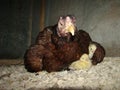 Cockfight Chicken family Hen sitting on her chick providing care and safety for her offspring Mother looking at her newborn animal