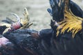cockfight is a fight that takes place between two roosters of the same genus or breed of birds called \