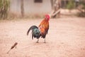 Cockfight on the ground Royalty Free Stock Photo