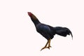Cockfight on a white background Royalty Free Stock Photo