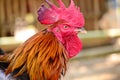 Cockfighting is a game of fighting two chickens in an arena until one of the chickens runs away or loses