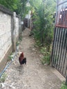 Cockfighting Roosters