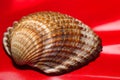 Cockle ( cerastoderma edule ) Royalty Free Stock Photo