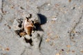 Cockle or Clam on the Beach