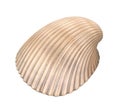 Cockle Seashell Isolated