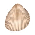 Cockle Seashell Isolated