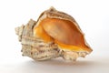 Cockle-shell Royalty Free Stock Photo