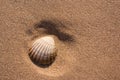 Cockle Shell in sand