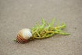 Cockle Shell and Seaweed Royalty Free Stock Photo