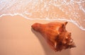 Cockle shells on beach Royalty Free Stock Photo