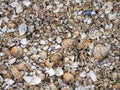 Cockle Shells Broken on Llanddwyn Island