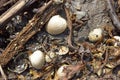 Cockle shells lying on a seashore amongst detritus Royalty Free Stock Photo