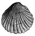 Cockle, vintage illustration