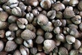 Cockles seafood, pile ofÃ¢â¬â¹ fresh blood cockles top view, cockles or scallop fresh raw shellfish, cockle shells for sale