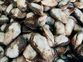 Cockles seafood, pile ofÃ¢â¬â¹ fresh blood cockles Side angle view, cockles or scallop fresh raw shellfish, cockle shells for sale in