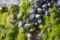 Cockel shells clinging to beach rock at low tide Royalty Free Stock Photo