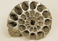 Cockleshell (fossil) Royalty Free Stock Photo