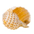 Cockleshell is isolated on white background Royalty Free Stock Photo