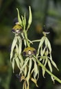Cockleshell Orchid