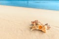 Cockleshell on sand on a background a sea