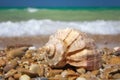 Cockleshell on the sea shore Royalty Free Stock Photo