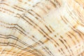 Cockleshell surface. seashell background. Royalty Free Stock Photo