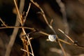 Cockleshell on a wood branch with selective focused on the blur Royalty Free Stock Photo